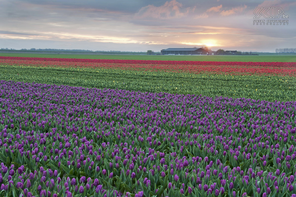 Bloeiende tulpen in Zeeland In de lente staan in het noorden van Zeeland op heel wat plaatsen tulpenvelden in bloei. Ik stond op een mooie lentedag bij zonsopgang dan ook klaar om deze kleurenpracht te fotograferen. Stefan Cruysberghs